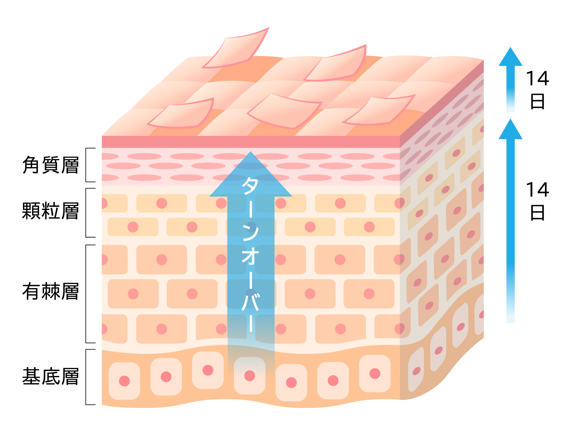 肌のターンオーバーの仕組み